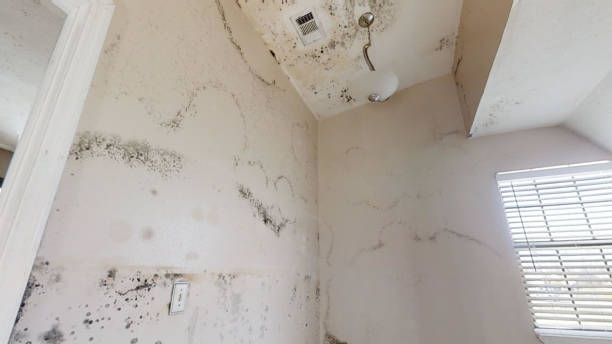 Biohazard Mold Removal in Cascade Locks, OR