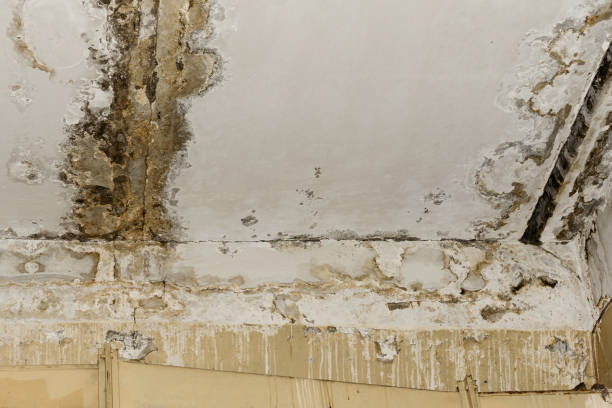 Best Mold Prevention Services  in Cascade Locks, OR