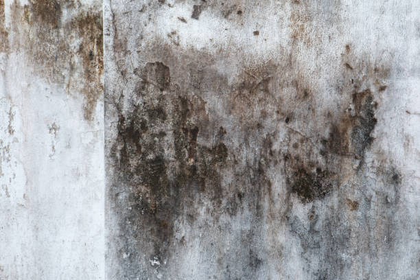 Best Biohazard Mold Removal  in Cascade Locks, OR